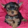 Cheap Yorkshire Terrier puppies for sale online