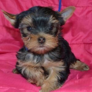 Cheap Yorkshire Terrier puppies for sale online