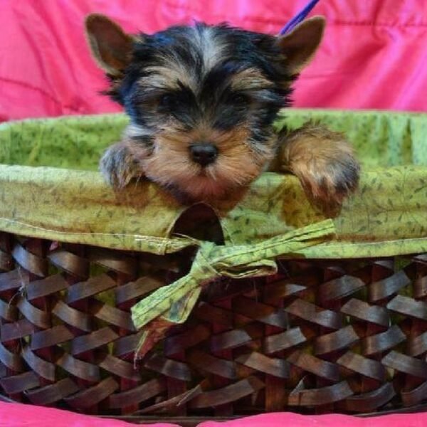 Cheap Yorkshire Terrier puppies for sale online