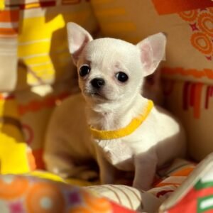 order Chihuahua puppies online - puppies for sale online