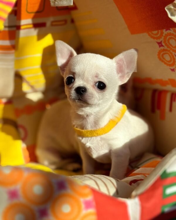 order Chihuahua puppies online - puppies for sale online