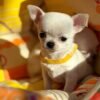 order Chihuahua puppies online - puppies for sale online