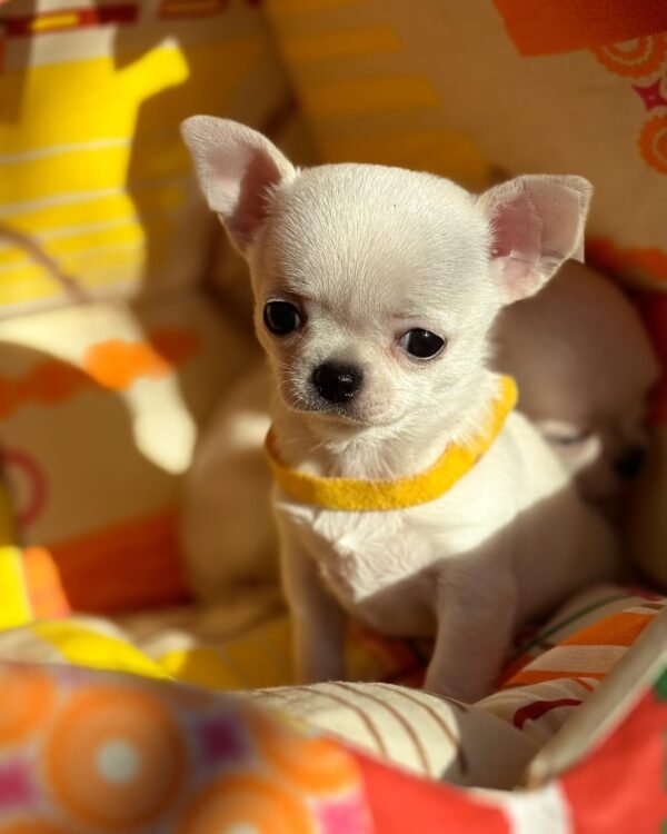 order Chihuahua puppies online - puppies for sale online