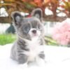 Teacup Chihuahua puppies for sale in my area