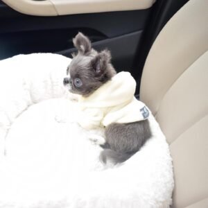 Teacup Chihuahua puppies for sale in my area