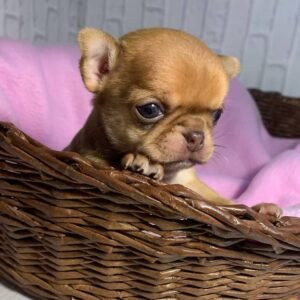 buy chihuahua puppies online buy chihuahua puppy online