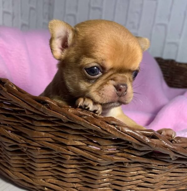 buy chihuahua puppies online buy chihuahua puppy online