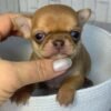 buy chihuahua puppies online buy chihuahua puppy online