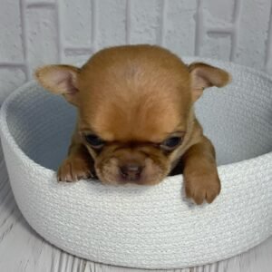 buy chihuahua puppies online buy chihuahua puppy online