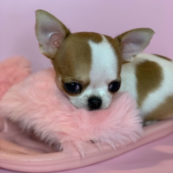 buying chihuahua online - legit puppy website