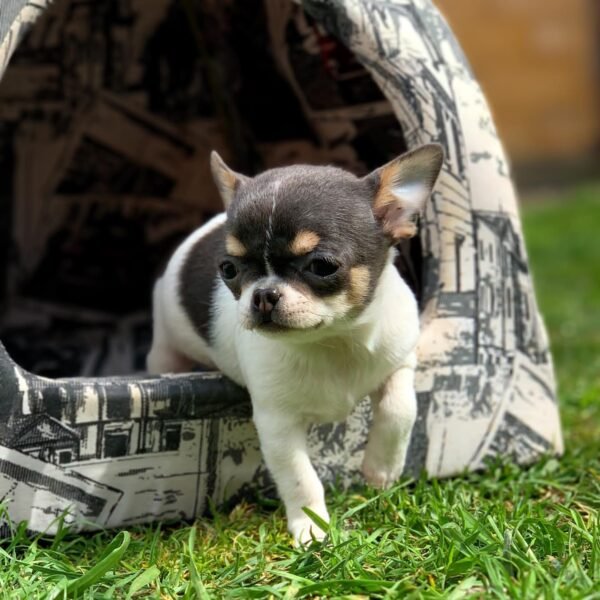 where to buy chihuahua puppies online - order pets online