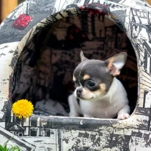 where to buy chihuahua puppies online - order pets online