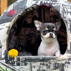 where to buy chihuahua puppies online - order pets online