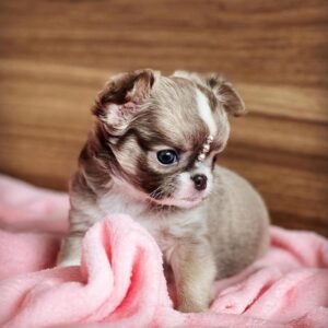 how to buy a puppy online safely - how to buy puppy online