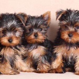 Yorkies