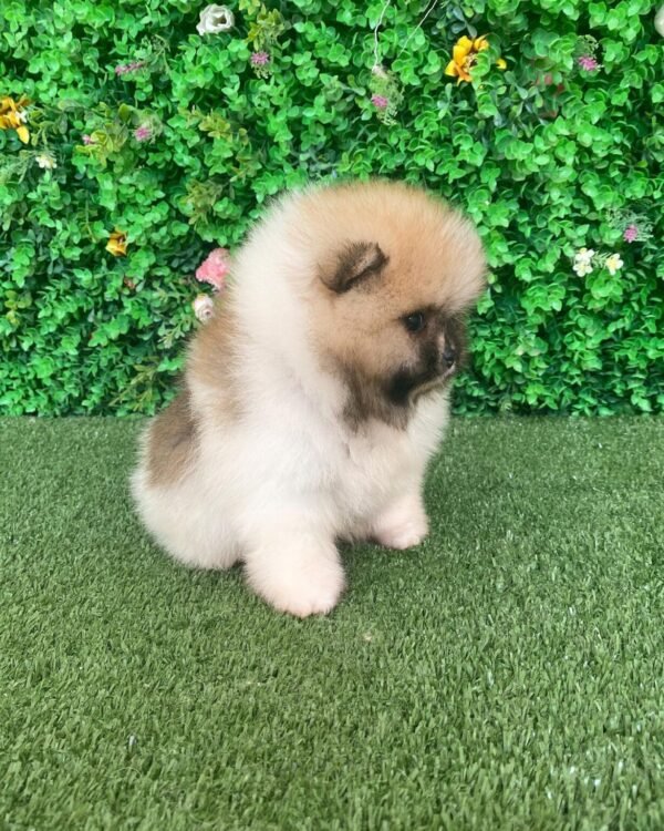 buy Cute Pomeranian puppies