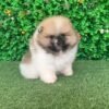 buy Cute Pomeranian puppies