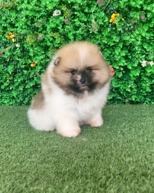 buy Cute Pomeranian puppies