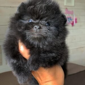 Pomeranian teacup for sale - BUY Pomeranian teacup for online