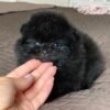 Pomeranian teacup for sale - BUY Pomeranian teacup for online