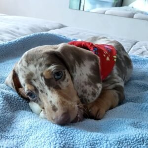 Red dapple dachshund for sale - buy Red dapple dachshund online