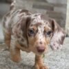 Red dapple dachshund for sale - buy Red dapple dachshund online