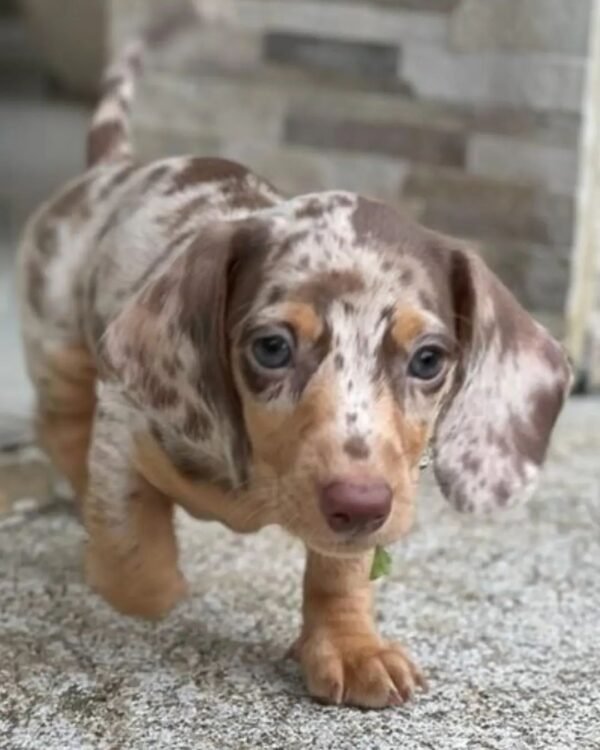 Red dapple dachshund for sale - buy Red dapple dachshund online