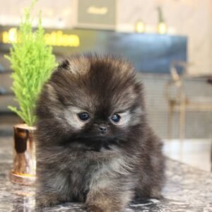 Toy Pomeranian for sale near me - order toy pomeranian free