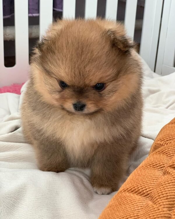 Teacup Pomeranian puppies for sale near me - vaccinated puppy