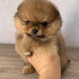 Teacup Pomeranian puppies for sale near me - vaccinated puppy