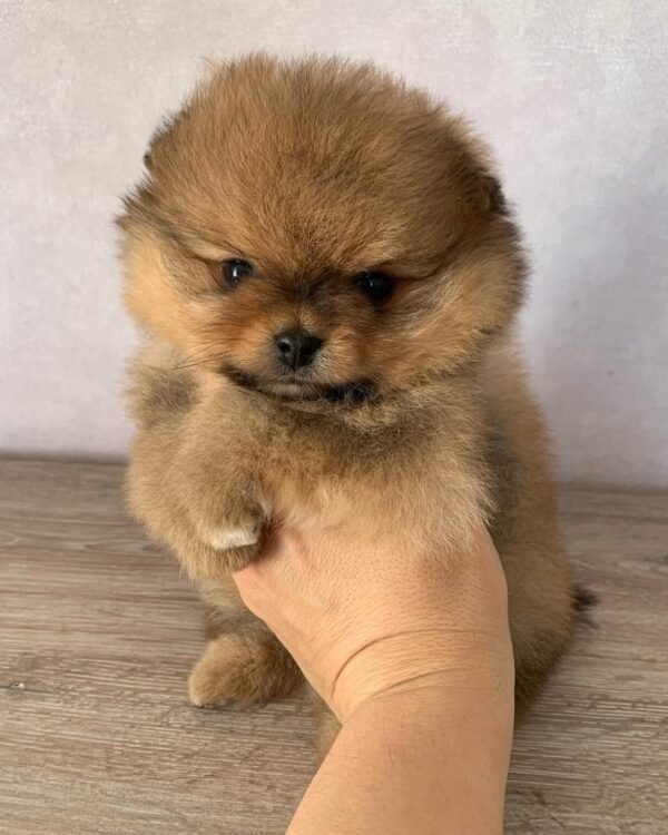 Teacup Pomeranian puppies for sale near me - vaccinated puppy