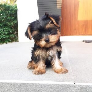 Mini yorkie for sale online - order Mini yorkie near me