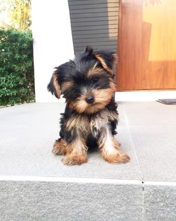 Mini yorkie for sale online - order Mini yorkie near me