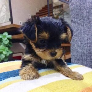 Mini yorkie for sale online - order Mini yorkie near me