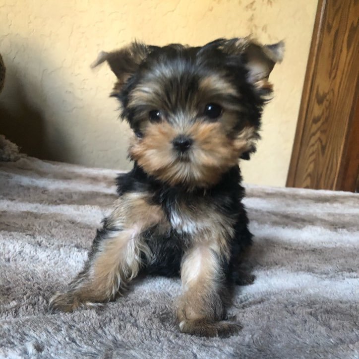 best yorkie breeders near me - legit yorkie breeders near me