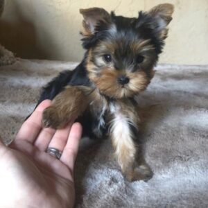 best yorkie breeders near me - legit yorkie breeders near me