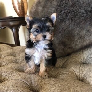 Teacup yorkie for sale up to $400 - buy yorkie cheap free shipping