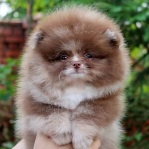 affordable Pomeranian puppies for sale - buy pomeranian online