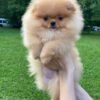 Pomeranian puppies for sale $250, Buy Pomeranian puppies online