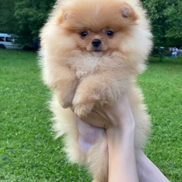 Pomeranian puppies for sale $250, Buy Pomeranian puppies online