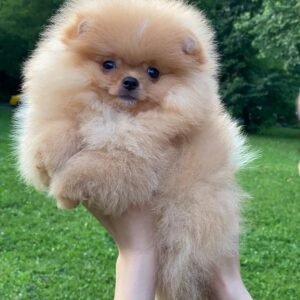 Pomeranian puppies for sale $250, Buy Pomeranian puppies online