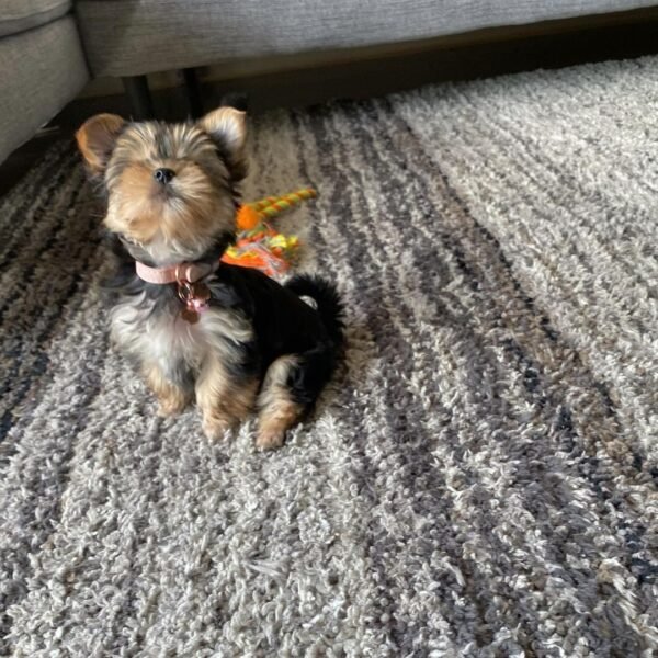 Yorkies for adoption near me - where can i adopt yorkie online